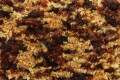 King Cole Animal Kingdom Chunky Yarn 100g - All Shades